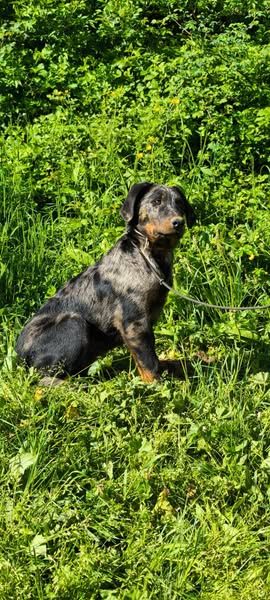 Des Gardiens De Talbes - Chiots disponibles - Berger de Beauce