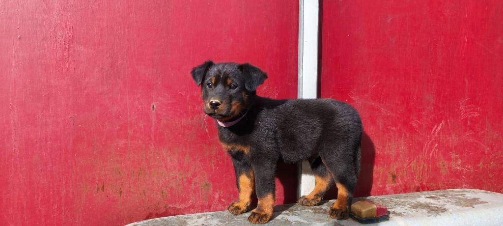 Des Gardiens De Talbes - Chiots disponibles - Berger de Beauce