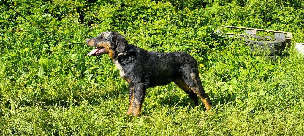 Des Gardiens De Talbes - Chiots disponibles - Berger de Beauce