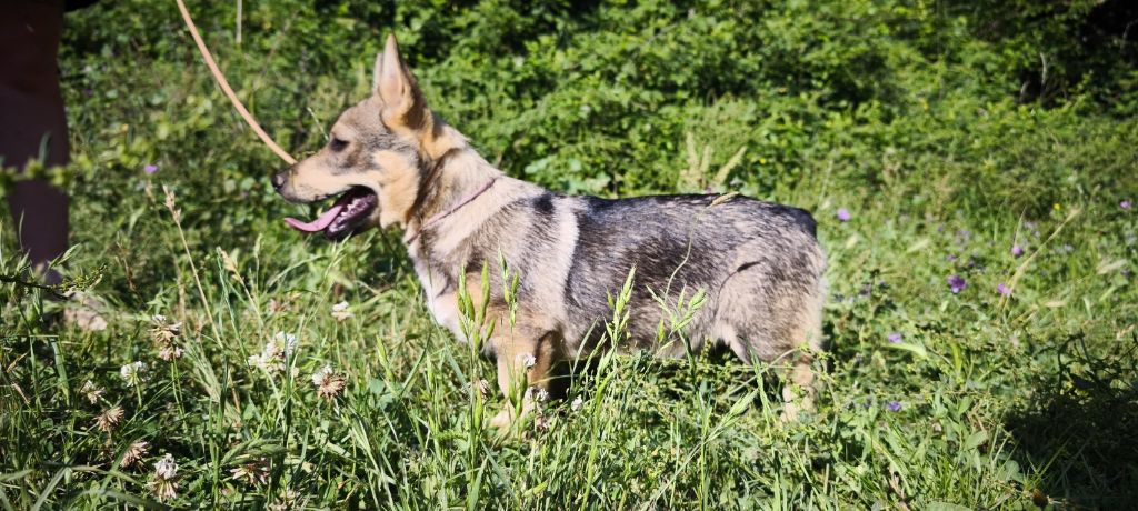 Des Gardiens De Talbes - Chiots disponibles - Spitz des Visigoths