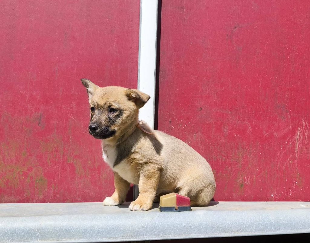 Des Gardiens De Talbes - Chiots disponibles - Spitz des Visigoths