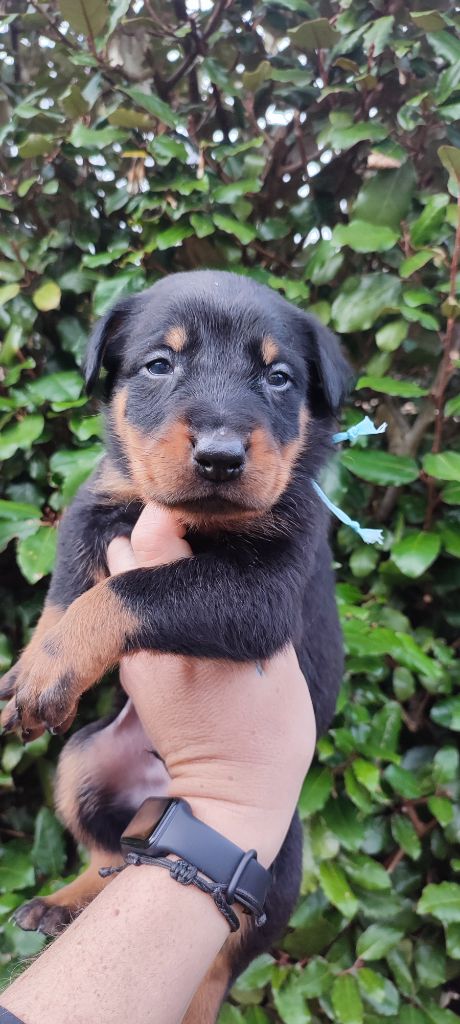 Des Gardiens De Talbes - Chiots disponibles - Berger de Beauce