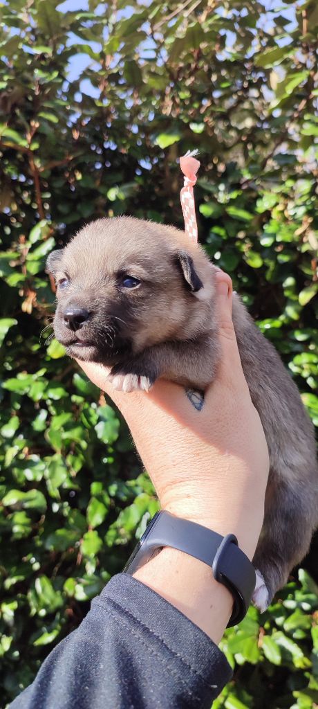 Des Gardiens De Talbes - Chiots disponibles - Spitz des Visigoths