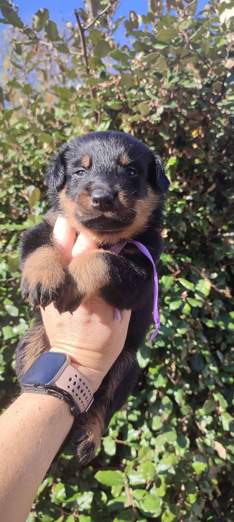 Des Gardiens De Talbes - Chiots disponibles - Berger de Beauce