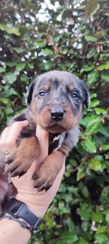 Des Gardiens De Talbes - Chiots disponibles - Berger de Beauce