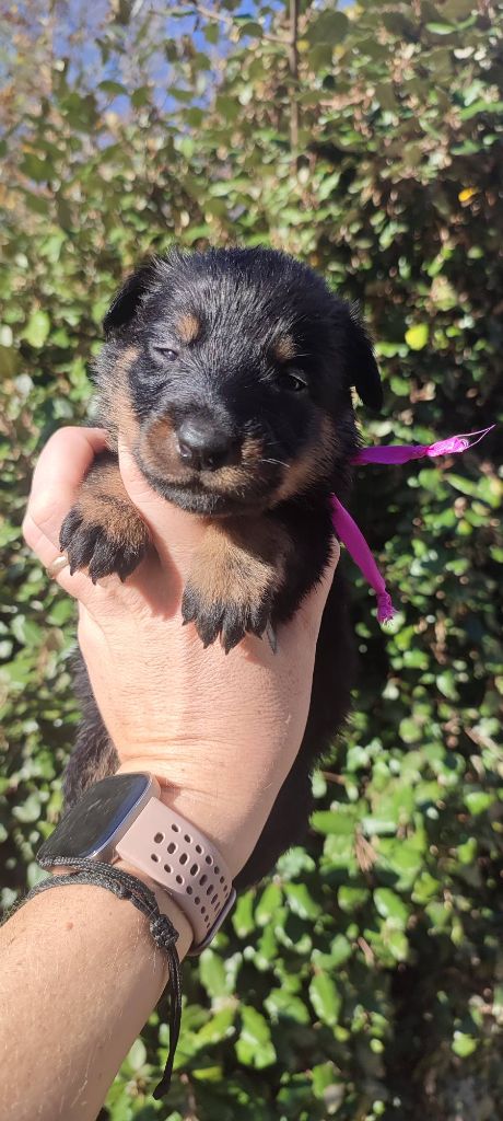 Des Gardiens De Talbes - Chiots disponibles - Berger de Beauce