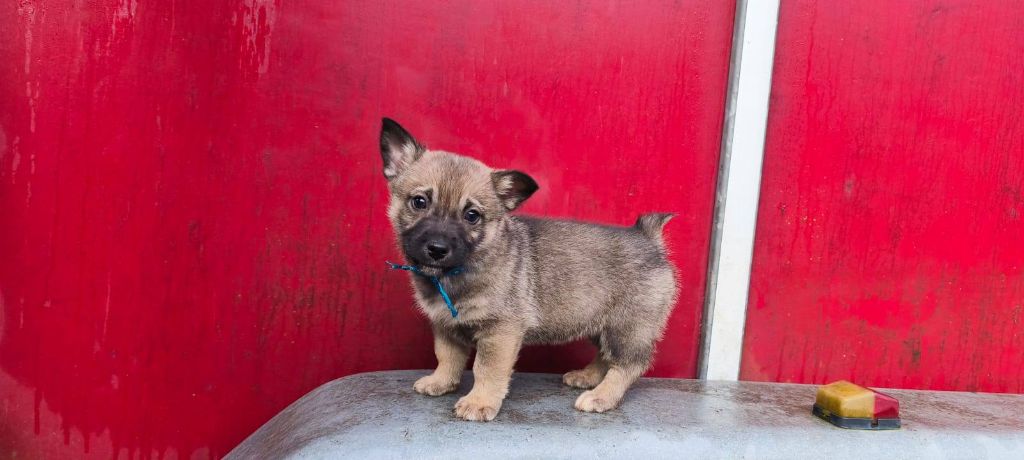 Des Gardiens De Talbes - Chiots disponibles - Spitz des Visigoths