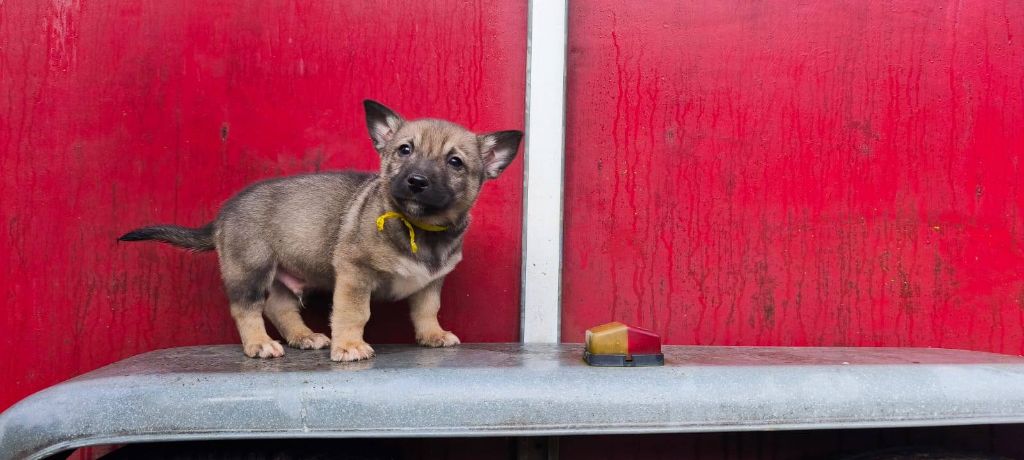 Des Gardiens De Talbes - Chiots disponibles - Spitz des Visigoths