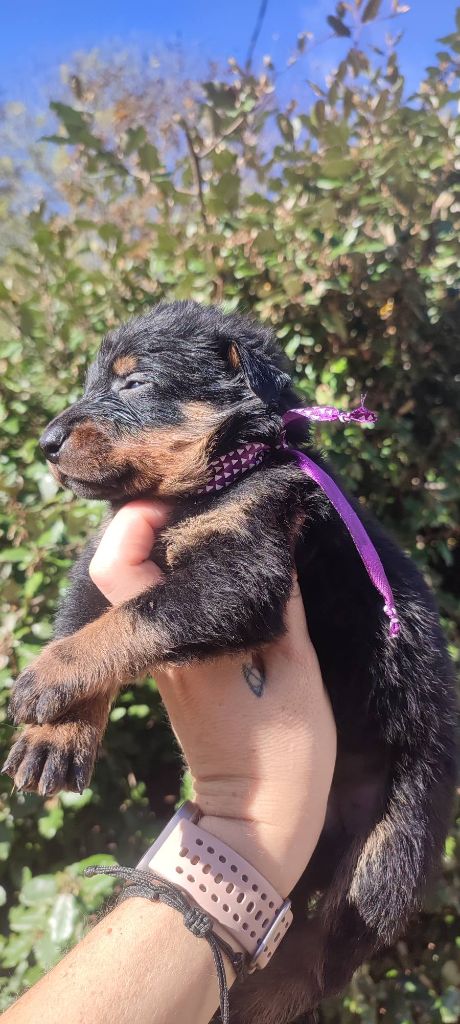 Des Gardiens De Talbes - Chiots disponibles - Berger de Beauce