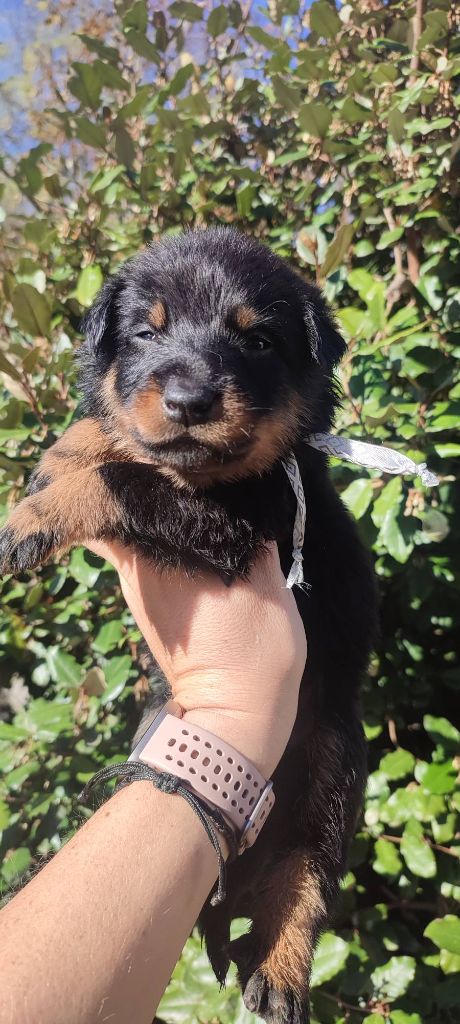 Des Gardiens De Talbes - Chiots disponibles - Berger de Beauce