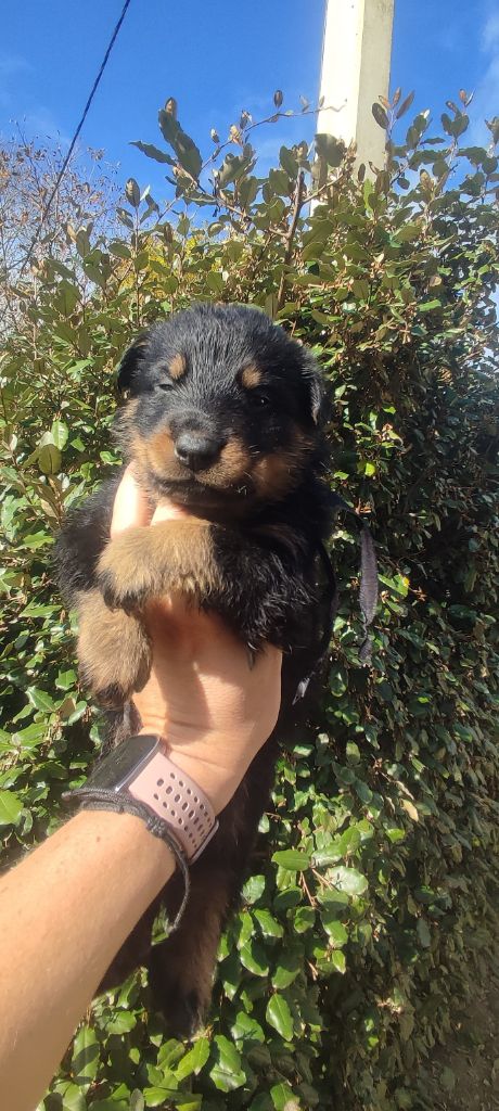 Des Gardiens De Talbes - Chiots disponibles - Berger de Beauce