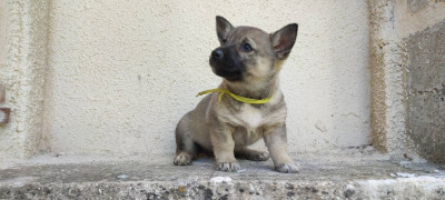 collier jaune