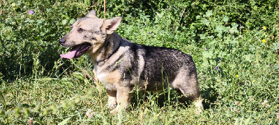 Arthus
