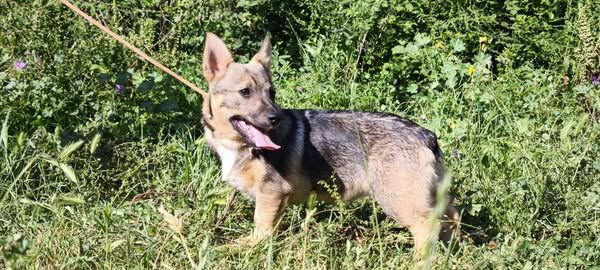 Des Gardiens De Talbes - Chiots disponibles - Spitz des Visigoths
