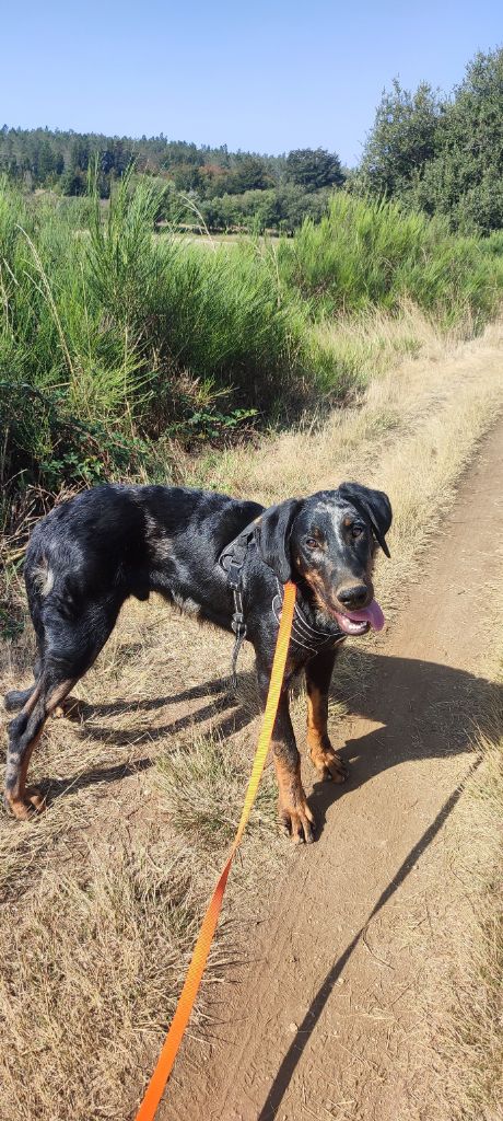 Des Gardiens De Talbes - Chiots disponibles - Berger de Beauce
