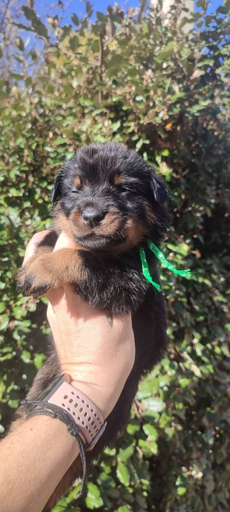 Des Gardiens De Talbes - Chiots disponibles - Berger de Beauce