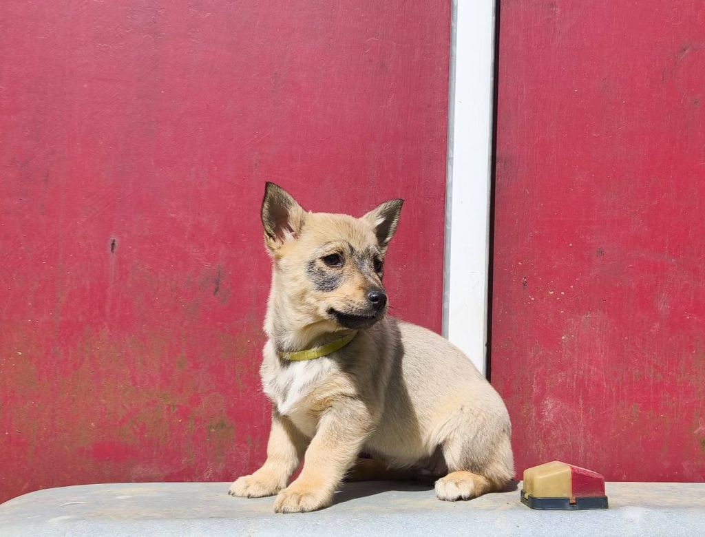 Des Gardiens De Talbes - Chiots disponibles - Spitz des Visigoths