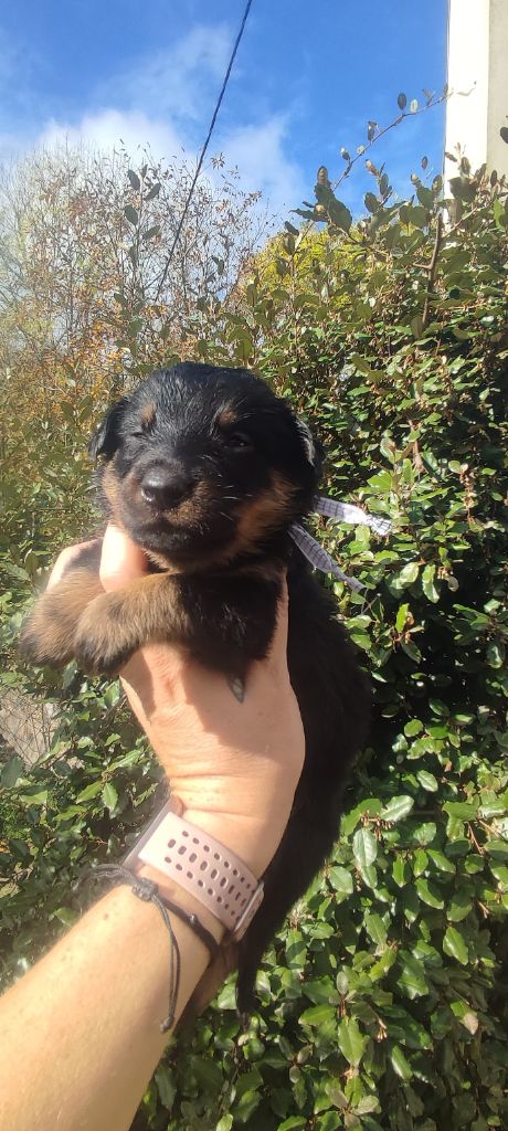 Des Gardiens De Talbes - Chiots disponibles - Berger de Beauce