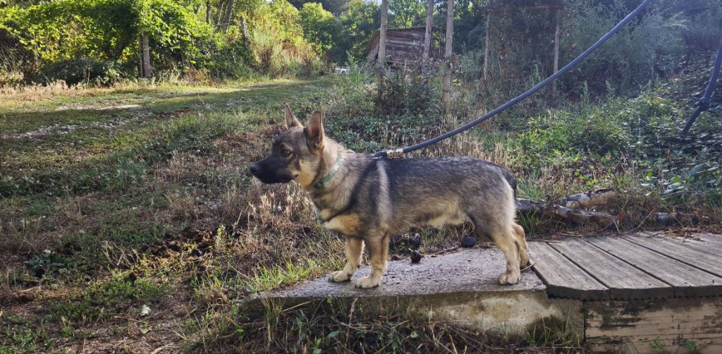 Des Gardiens De Talbes - Chiots disponibles - Spitz des Visigoths