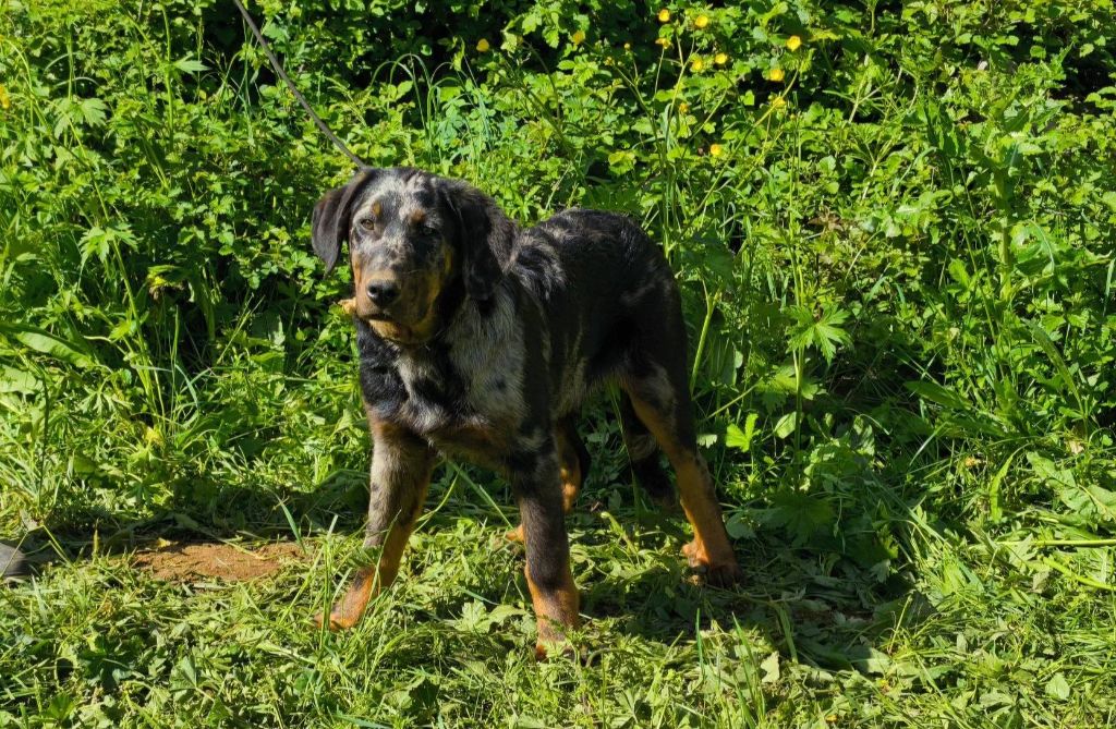 Des Gardiens De Talbes - Chiots disponibles - Berger de Beauce