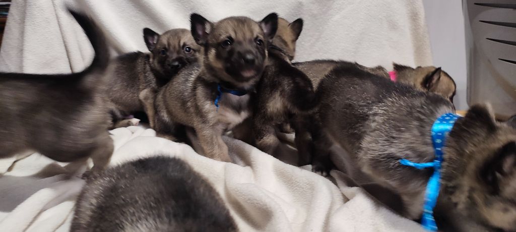 Chiot Spitz des Visigoths Des Gardiens De Talbes