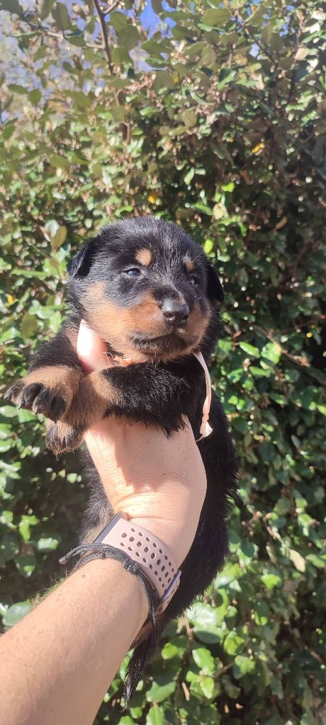 Des Gardiens De Talbes - Chiots disponibles - Berger de Beauce