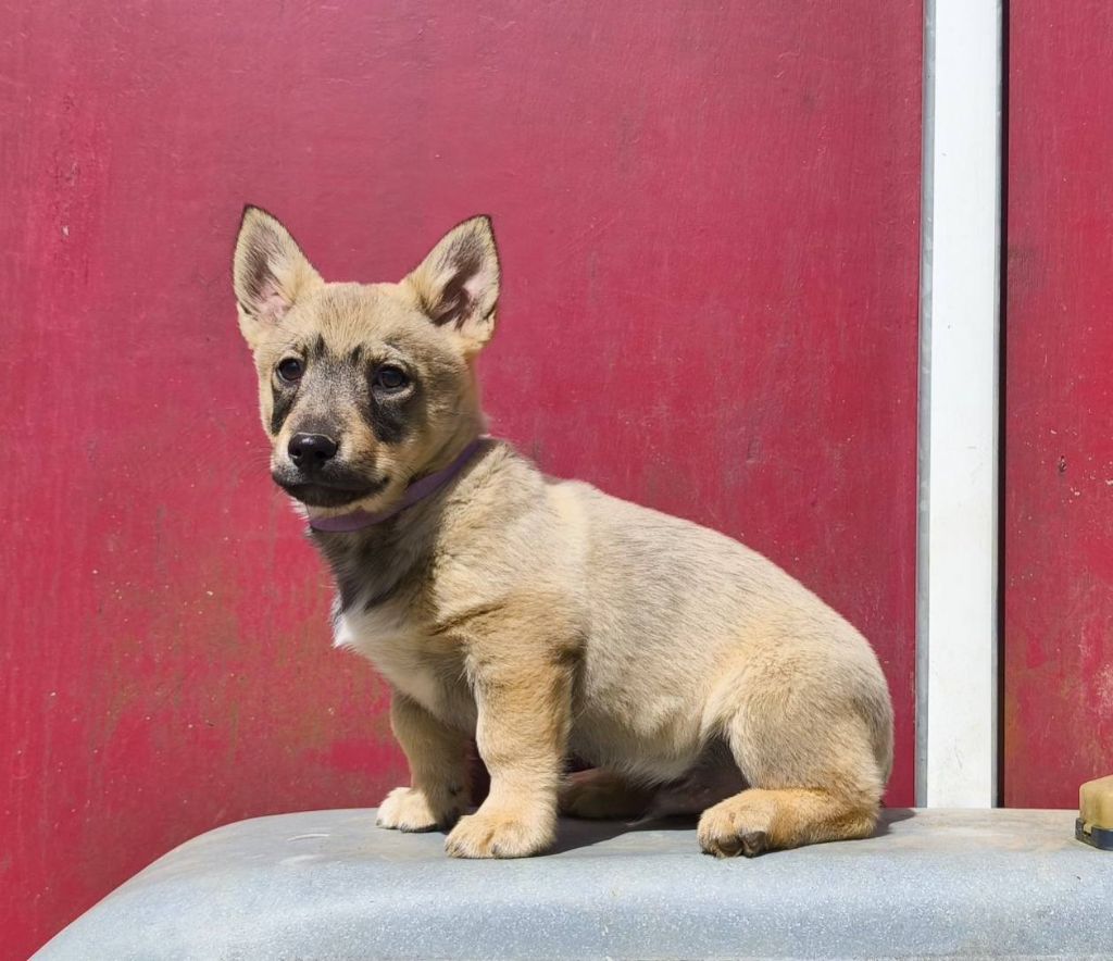 Des Gardiens De Talbes - Chiots disponibles - Spitz des Visigoths