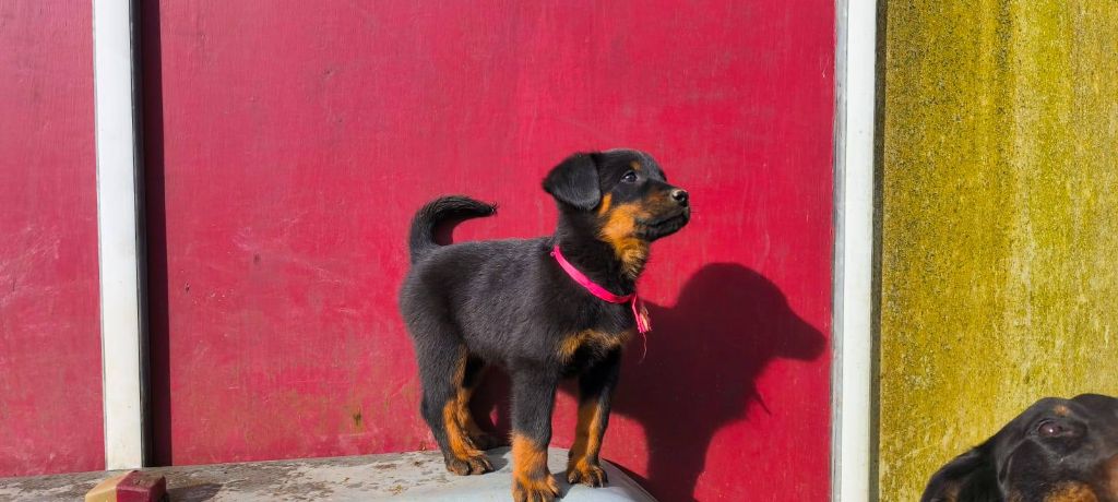 Des Gardiens De Talbes - Chiots disponibles - Berger de Beauce