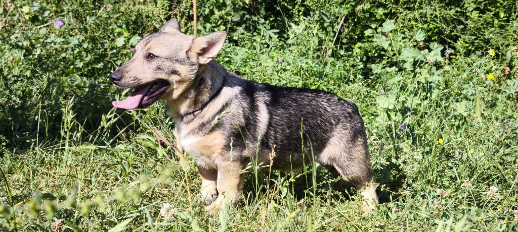 Des Gardiens De Talbes - Chiots disponibles - Spitz des Visigoths