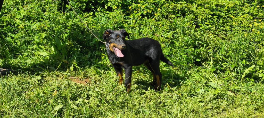 Des Gardiens De Talbes - Chiots disponibles - Berger de Beauce