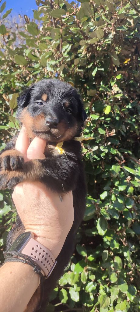 Des Gardiens De Talbes - Chiots disponibles - Berger de Beauce