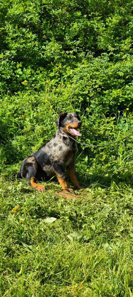 Des Gardiens De Talbes - Chiots disponibles - Berger de Beauce