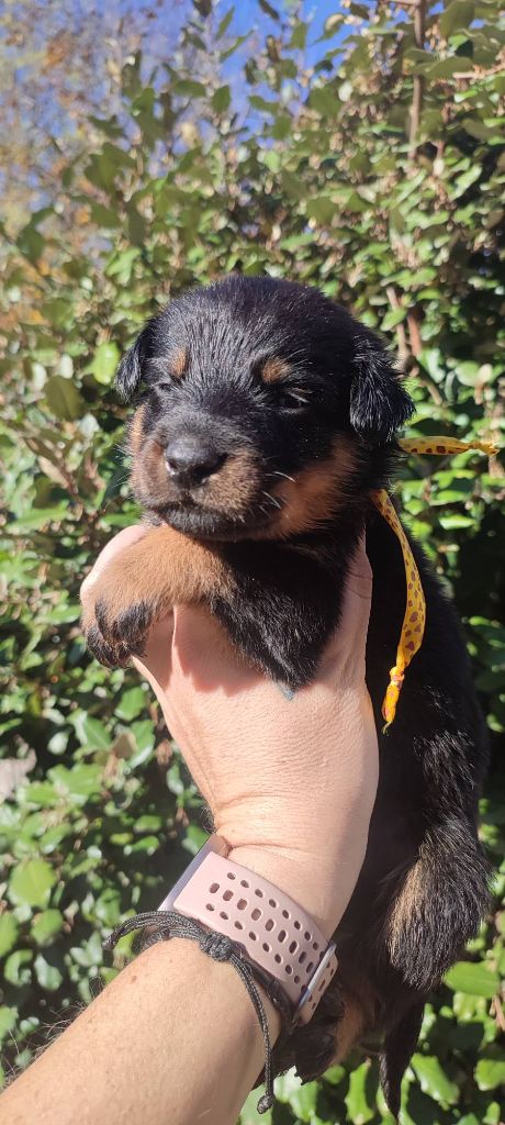 Des Gardiens De Talbes - Chiots disponibles - Berger de Beauce