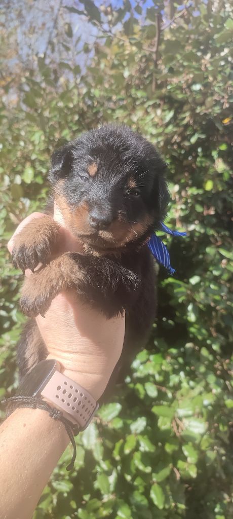 Des Gardiens De Talbes - Chiots disponibles - Berger de Beauce