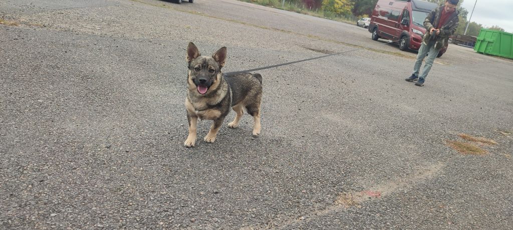 Des Gardiens De Talbes - Chiots disponibles - Spitz des Visigoths