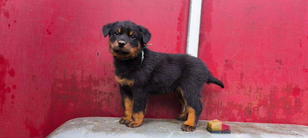 Des Gardiens De Talbes - Chiots disponibles - Berger de Beauce