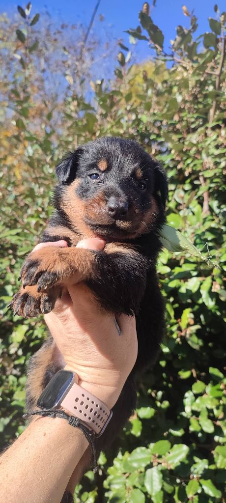 Des Gardiens De Talbes - Chiots disponibles - Berger de Beauce