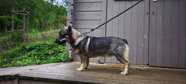 Des Gardiens De Talbes - Chiots disponibles - Spitz des Visigoths